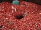 Northern shrimp are shoveled into a holding chamber on a trawler in the Gulf of Maine in 2012. Stocks of the shrimp have been declining for several years, leading regulators to cancel the New England shrimping season. Northern shrimp are shoveled into a holding chamber on a trawler in the Gulf of Maine in 2012. Stocks of the shrimp have been declining for several years, leading regulators to cancel the New England shrimping season.