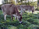 Cows graze in a pasture at the University of New Hampshire's organic dairy farm in Lee, N.H., Sept. 27, 2006. Cows graze in a pasture at the University of New Hampshire's organic dairy farm in Lee, N.H., Sept. 27, 2006.