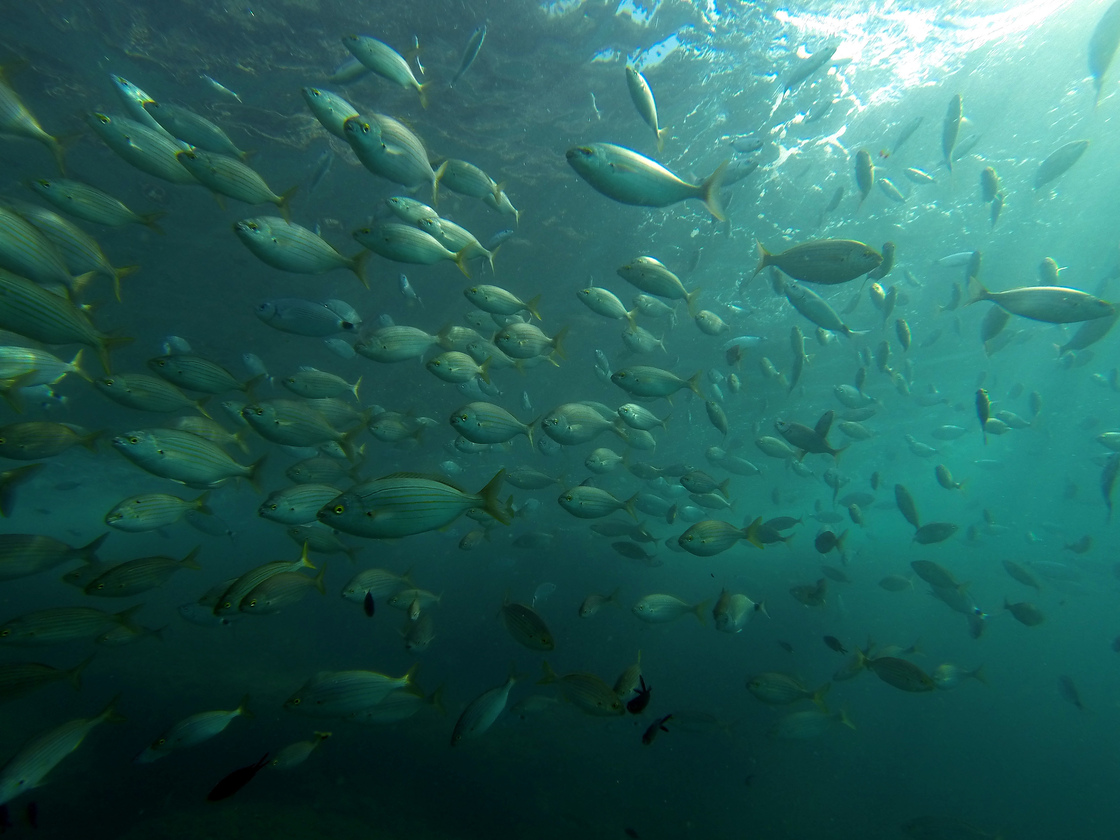 Scientists published the first global survey of the known undersea freshwater reserves. Water is relatively cheap now, but the reserves could be valuable if it becomes scarcer in the future. Scientists published the first global survey of the known undersea freshwater reserves. Water is relatively cheap now, but the reserves could be valuable if it becomes scarcer in the future.