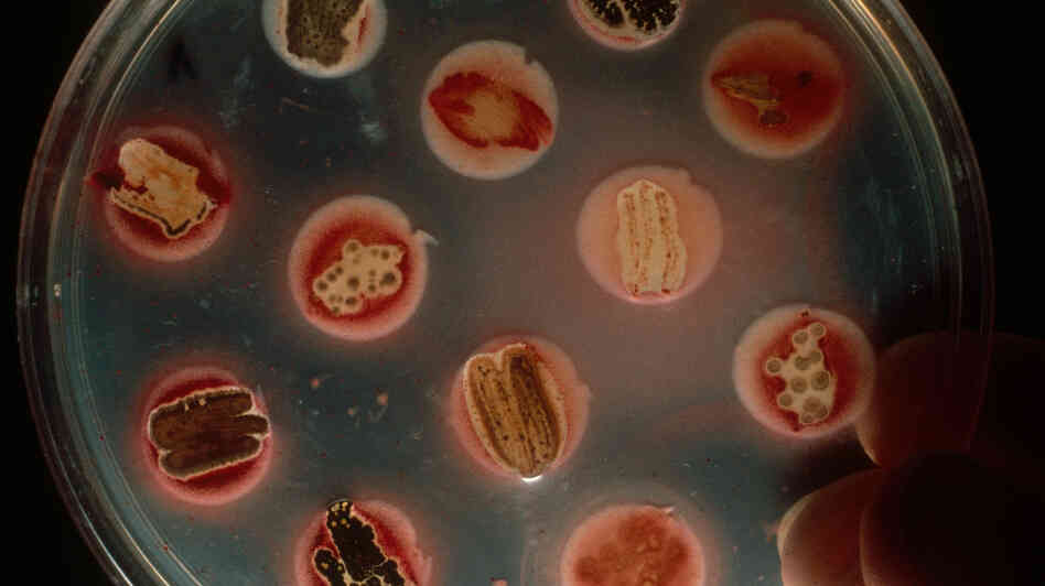 Yes, you could do this at home. Growing bacteria you find in a pile of dirt or a local pond might reveal the next big antibiotic. Yes, you could do this at home. Growing bacteria you find in a pile of dirt or a local pond might reveal the next big antibiotic.