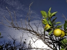 Oranges ripen in a Plant City, Fla., grove on Wednesday. Growers in Florida, Texas and California are worried about citrus greening, a disease that makes the fruit bitter and unmarketable. Oranges ripen in a Plant City, Fla., grove on Wednesday. Growers in Florida, Texas and California are worried about citrus greening, a disease that makes the fruit bitter and unmarketable.