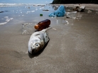 "A lot of people are eating seafood all the time, and fish are eating plastic all the time, so I think that's a problem," a marine toxicologist says. "A lot of people are eating seafood all the time, and fish are eating plastic all the time, so I think that's a problem," a marine toxicologist says.