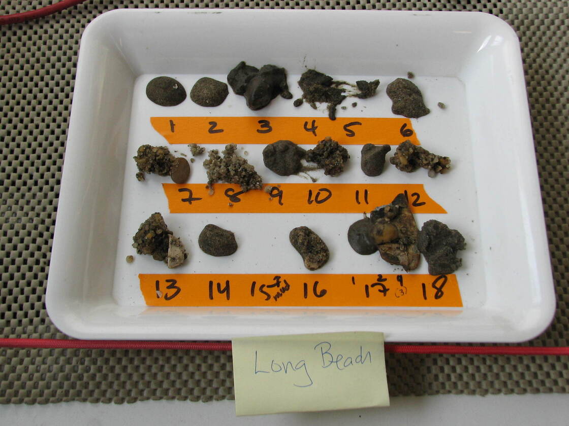 Sediment samples from the seafloor near Long Island.