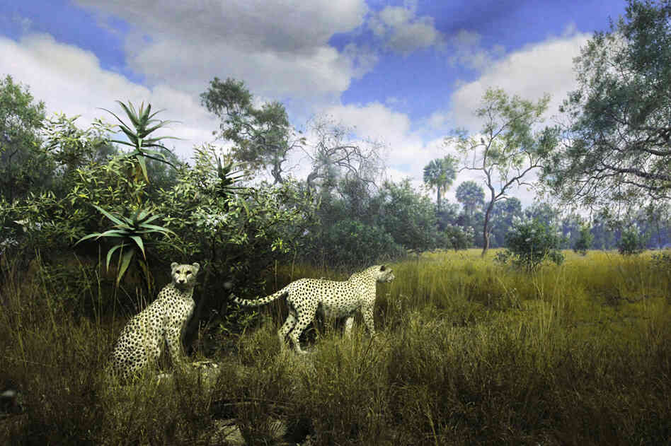 Cheetahs, a collaborative painting by Fred F. Scherer and James Perry Wilson, housed at the American Museum of Natural History. Cheetahs, a collaborative painting by Fred F. Scherer and James Perry Wilson, housed at the American Museum of Natural History.