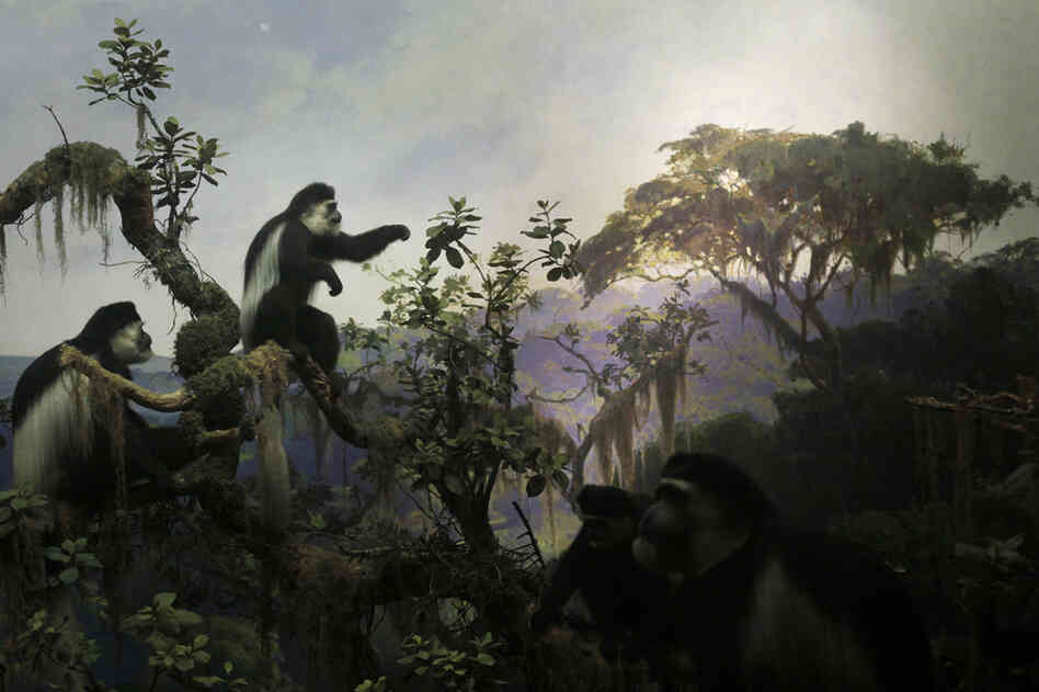 The Colobus Monkeys diorama at the American Museum of Natural History in New York, completed in 1941. The Colobus Monkeys diorama at the American Museum of Natural History in New York, completed in 1941.