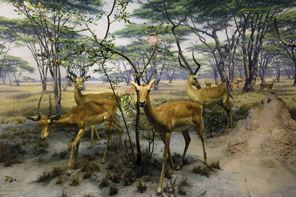 The African Impala diorama The African Impala diorama