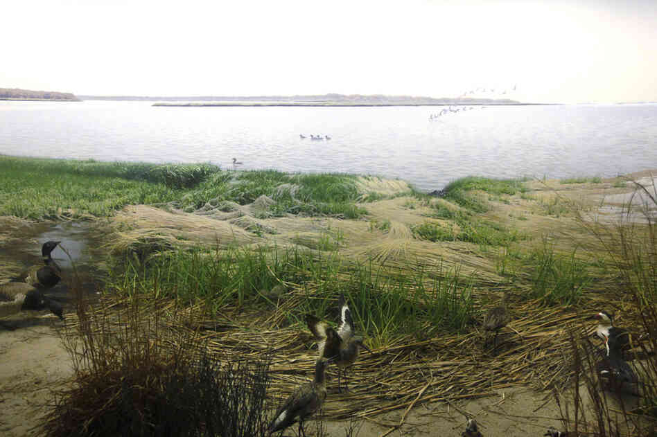 Eastern Coastal Birds diorama Eastern Coastal Birds diorama
