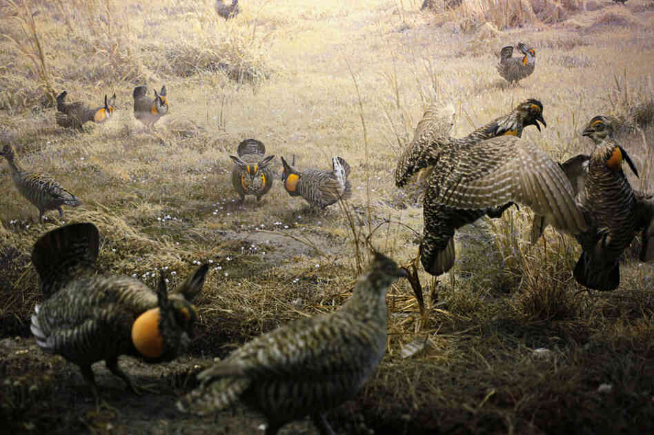 The Upland Gamebirds diorama, significantly reconfigured for the museum's 1964 reopening. The Upland Gamebirds diorama, significantly reconfigured for the museum's 1964 reopening.