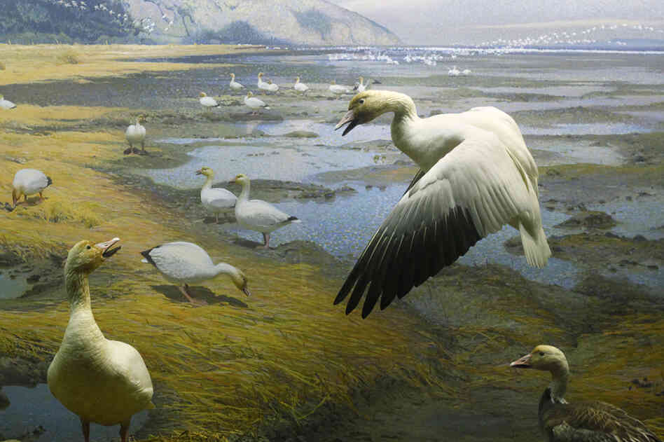 The Waterfowl of North America diorama, completed in 1964 The Waterfowl of North America diorama, completed in 1964