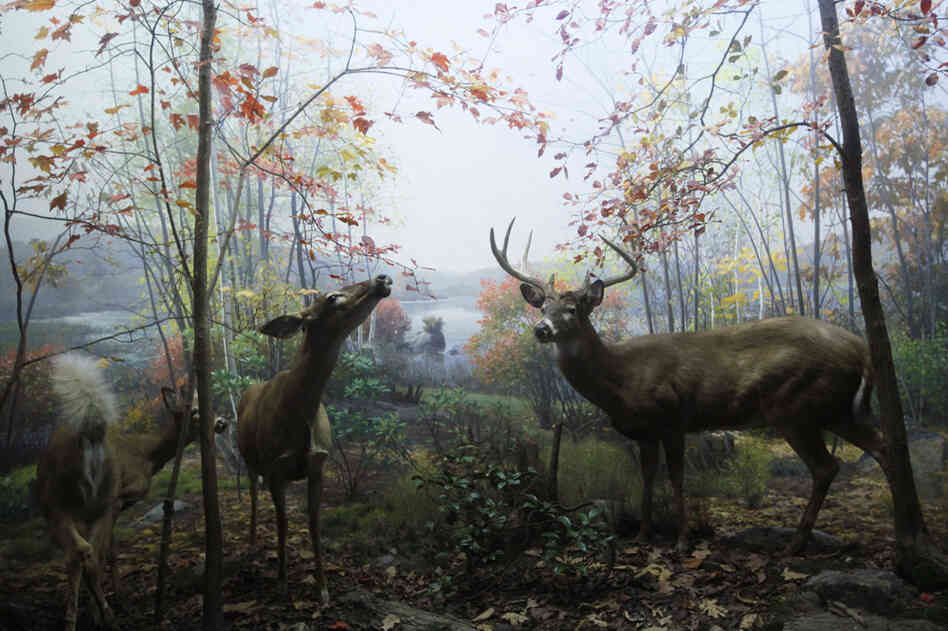 The White-Tailed Deer diorama, completed in 1940 The White-Tailed Deer diorama, completed in 1940