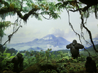 Mountain Gorillas, one of the first dioramas on which Fred Scherer apprenticed, completed in 1936. Mountain Gorillas, one of the first dioramas on which Fred Scherer apprenticed, completed in 1936.