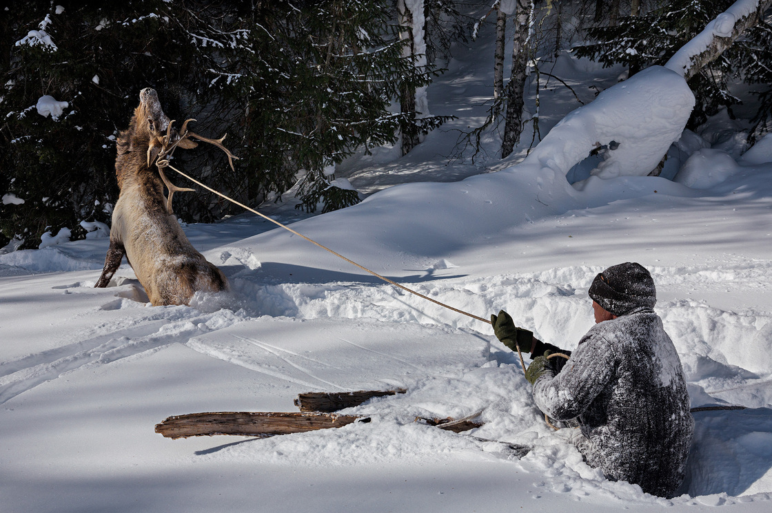 A lassoed elk struggles after Serik demonstrates the age-old technique of capturing game in deep snow.