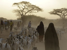 Somali refugees lead their herds of goats home for the night outside Dadaab, Kenya. A new study shows that animals in many parts of the developing world require more food — and generate more greenhouse emissions — than animals in wealthy countries. Somali refugees lead their herds of goats home for the night outside Dadaab, Kenya. A new study shows that animals in many parts of the developing world require more food — and generate more greenhouse emissions — than animals in wealthy countries.