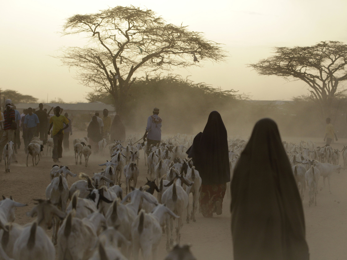 Somali refugees lead their herds of goats home for the night outside Dadaab, Kenya. A new study shows that animals in many parts of the developing world require more food — and generate more greenhouse emissions — than animals in wealthy countries. Somali refugees lead their herds of goats home for the night outside Dadaab, Kenya. A new study shows that animals in many parts of the developing world require more food — and generate more greenhouse emissions — than animals in wealthy countries.