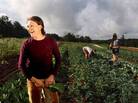 Paige Witherington is the farmer at Serenbe Farms, a 30-acre certified organic and biodynamic farm adjacent to a housing development outside Atlanta. It's one of more than 200 or so subdivisions with an agricultural twist nationwide. Paige Witherington is the farmer at Serenbe Farms, a 30-acre certified organic and biodynamic farm adjacent to a housing development outside Atlanta. It's one of more than 200 or so subdivisions with an agricultural twist nationwide.