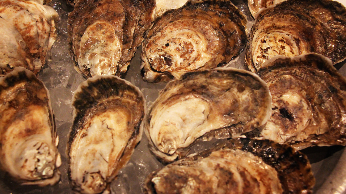 A plate of Sweet Jesus oysters grown in the Chesapeake Bay by the Hollywood Oyster Company in Hollywood, Md. A plate of Sweet Jesus oysters grown in the Chesapeake Bay by the Hollywood Oyster Company in Hollywood, Md.