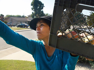 Sarah Ramirez runs an organization that brings excess produce to the hungry. Here, she gleans apples from a front yard. Sarah Ramirez runs an organization that brings excess produce to the hungry. Here, she gleans apples from a front yard.