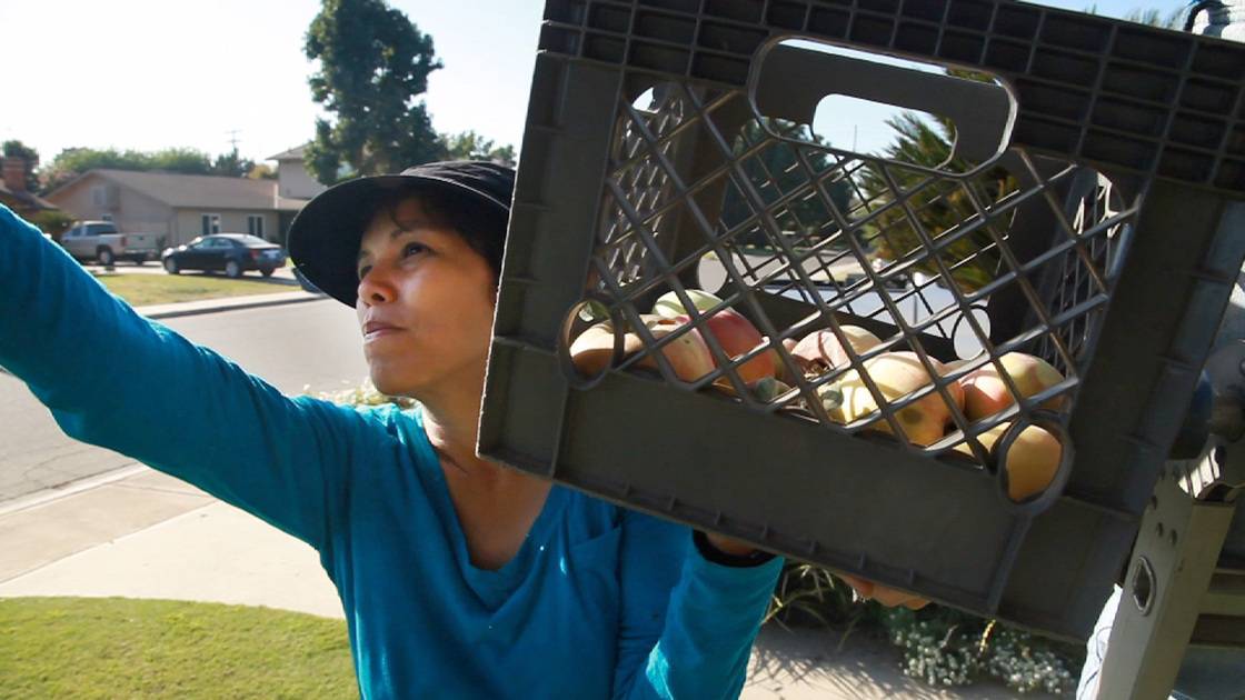 Sarah Ramirez runs an organization that brings excess produce to the hungry. Here, she gleans apples from a front yard. Sarah Ramirez runs an organization that brings excess produce to the hungry. Here, she gleans apples from a front yard.