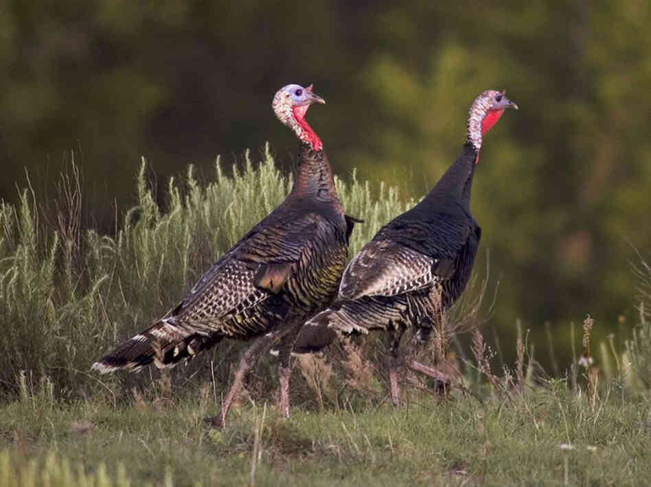 Wild turkeys and many other birds have benefited from the federal Conservation Reserve Program, which compensates landowners to restore native habitats. Wild turkeys and many other birds have benefited from the federal Conservation Reserve Program, which compensates landowners to restore native habitats.