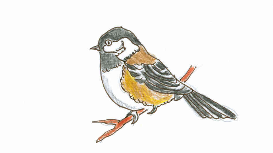 A chickadee A chickadee
