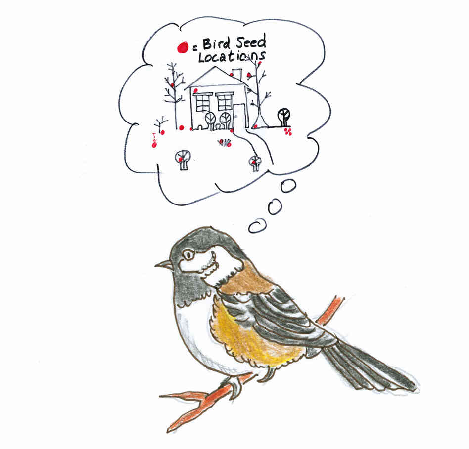 Chickadees have to remember where they store their seeds. Chickadees have to remember where they store their seeds.