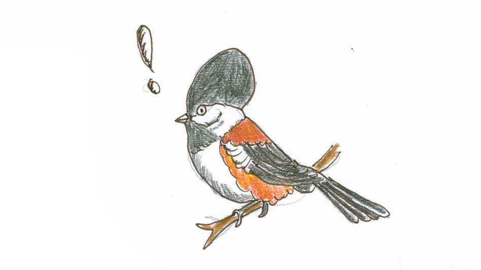 Every fall, the part of the chickadee's brain responsible for remembering where things are expands in volume by approximately 30 percent. Every fall, the part of the chickadee's brain responsible for remembering where things are expands in volume by approximately 30 percent.