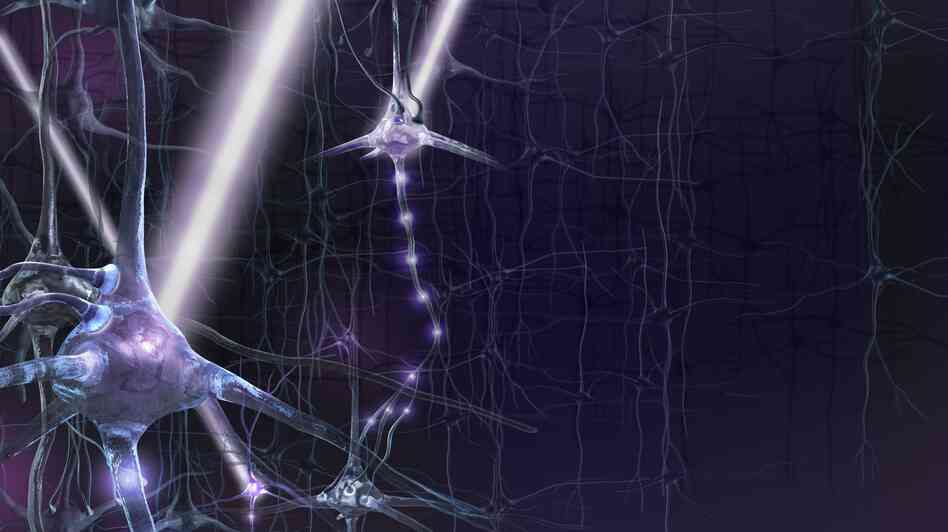 A technique called optogenetics is being used in the laboratory to observe and control what brain circuits are doing in real time. A technique called optogenetics is being used in the laboratory to observe and control what brain circuits are doing in real time.