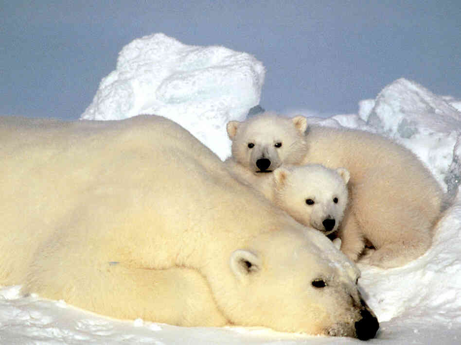 The sea ice that polar bears use as a platform to catch seals is shrinking, threatening the species' existence. The sea ice that polar bears use as a platform to catch seals is shrinking, threatening the species' existence.