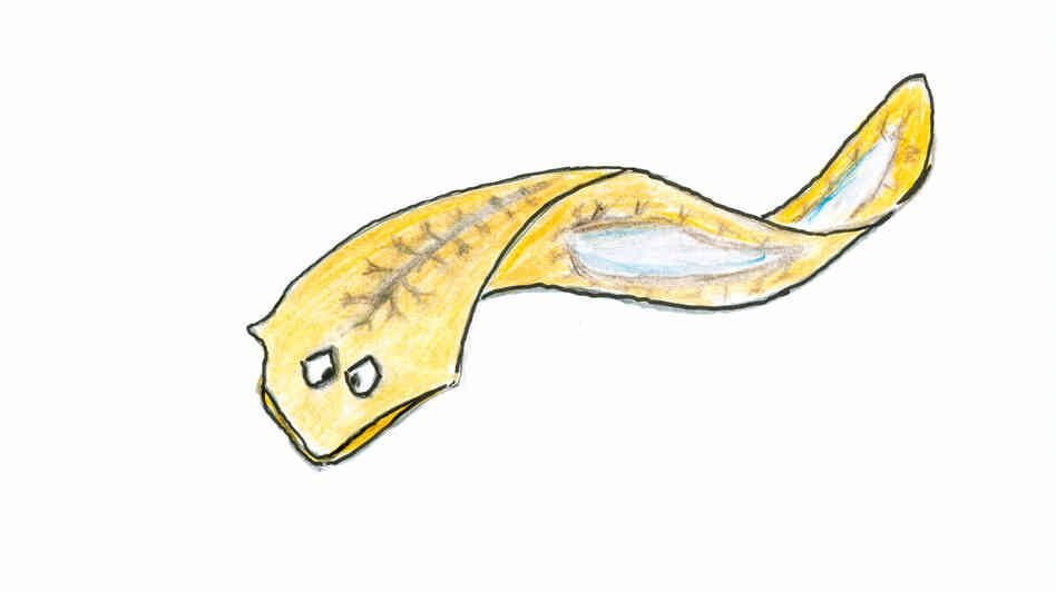 Planaria Planaria