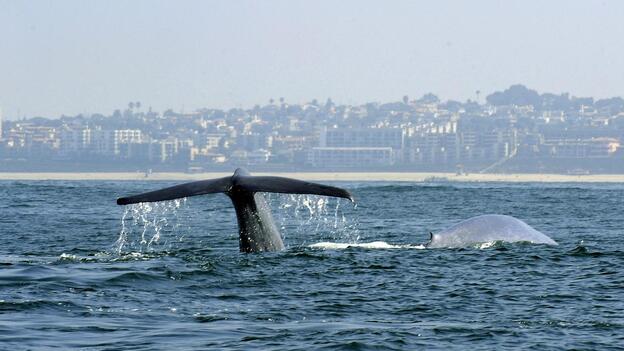 A diving whale off the coast of Southern California near the Los Angeles suburb of Palos Verdes in 2010. (Image credit: EPA/Landov)