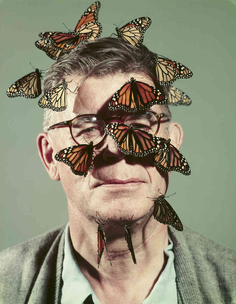 Butterfly breeder Carl Anderson with monarch butterflies on his face, 1954