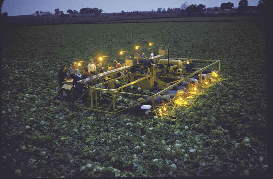 Farmer Bob Chickering at dusk driving lamp-studded lettuce harvester he invented, 1955