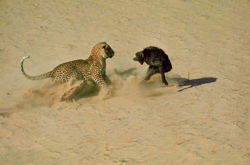 Leopard about to kill a terrified baboon, South Africa, 1965