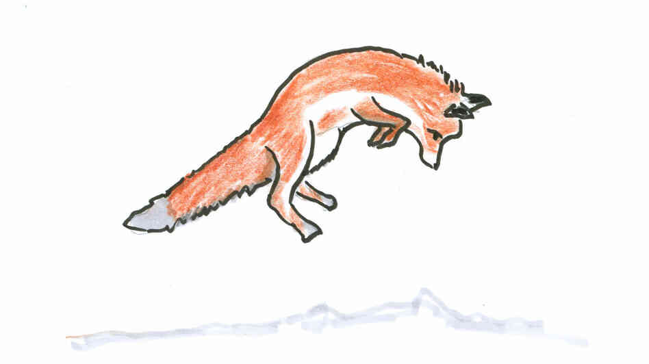 A leaping fox. A leaping fox.