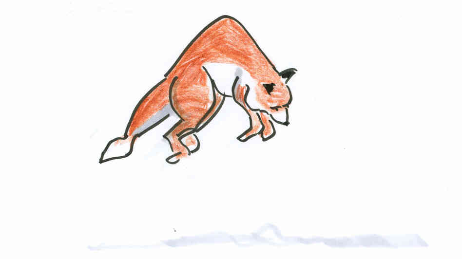 A wildly leaping fox. A wildly leaping fox.