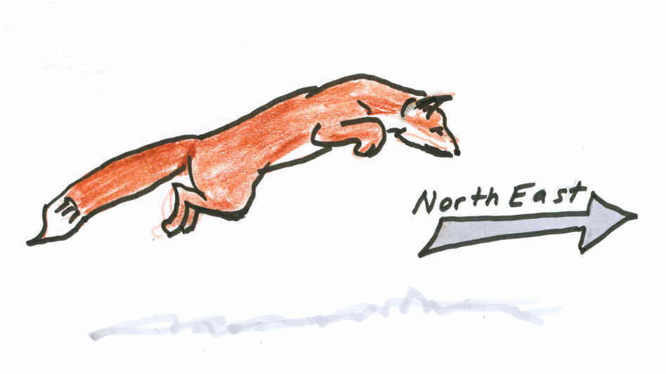 A fox heading northeast. A fox heading northeast.
