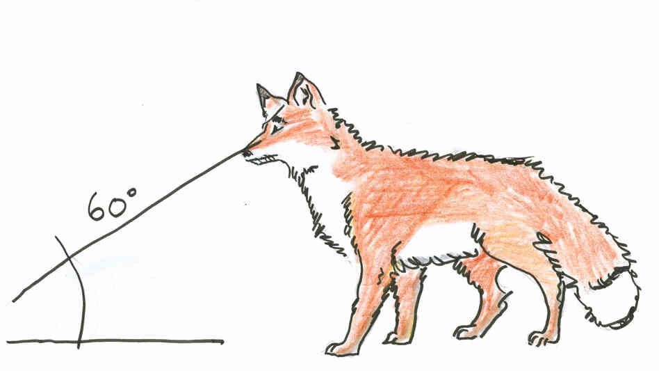 A fox looking down at an angle. A fox looking down at an angle.