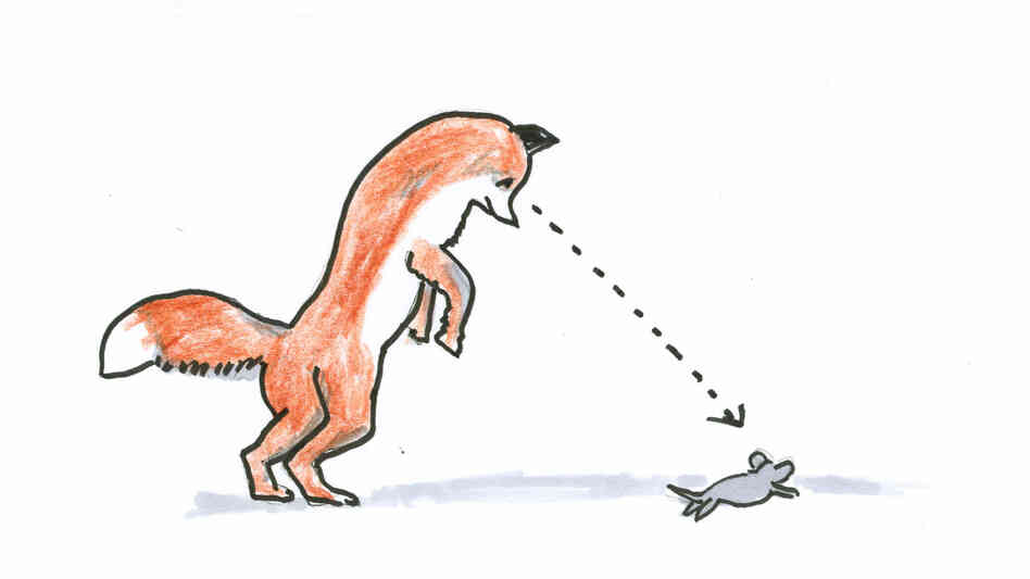 A fox and a mouse. A fox and a mouse.