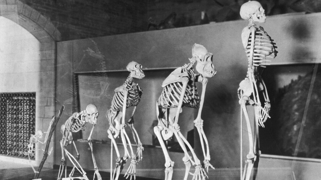 A display of a series of skeletons showing the evolution of humans at the Peabody Museum, New Haven, Conn., circa 1935. A display of a series of skeletons showing the evolution of humans at the Peabody Museum, New Haven, Conn., circa 1935.