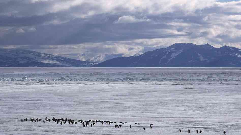 Adelie penguins dot the landscape. These penguins often approached early polar explorers with little trepidation, only to wind up as dinner. Adelie penguins dot the landscape. These penguins often approached early polar explorers with little trepidation, only to wind up as dinner.