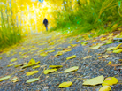 Yellow leaves color a path as a person walks into the distance. Yellow leaves color a path as a person walks into the distance.