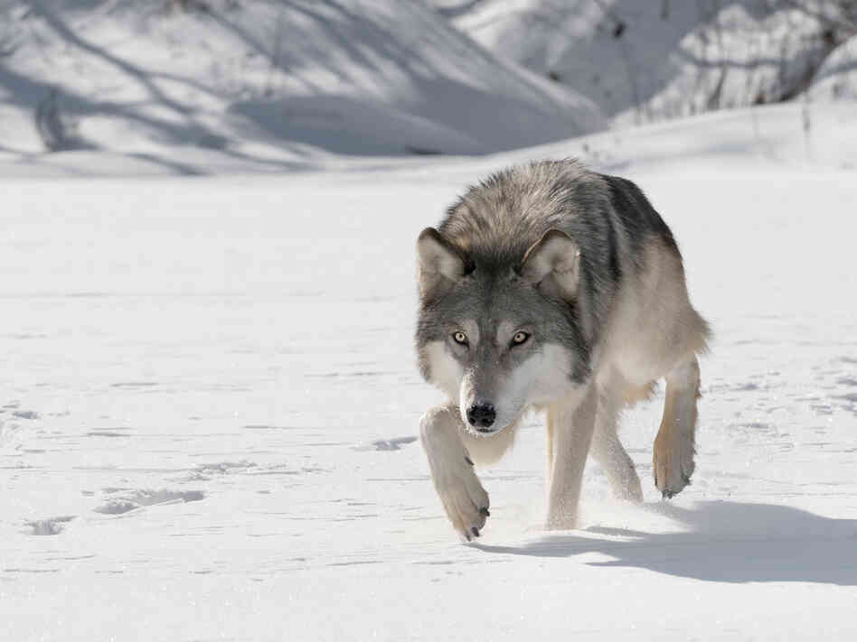 Ask not for whom the wolf stalks ... Ask not for whom the wolf stalks ...