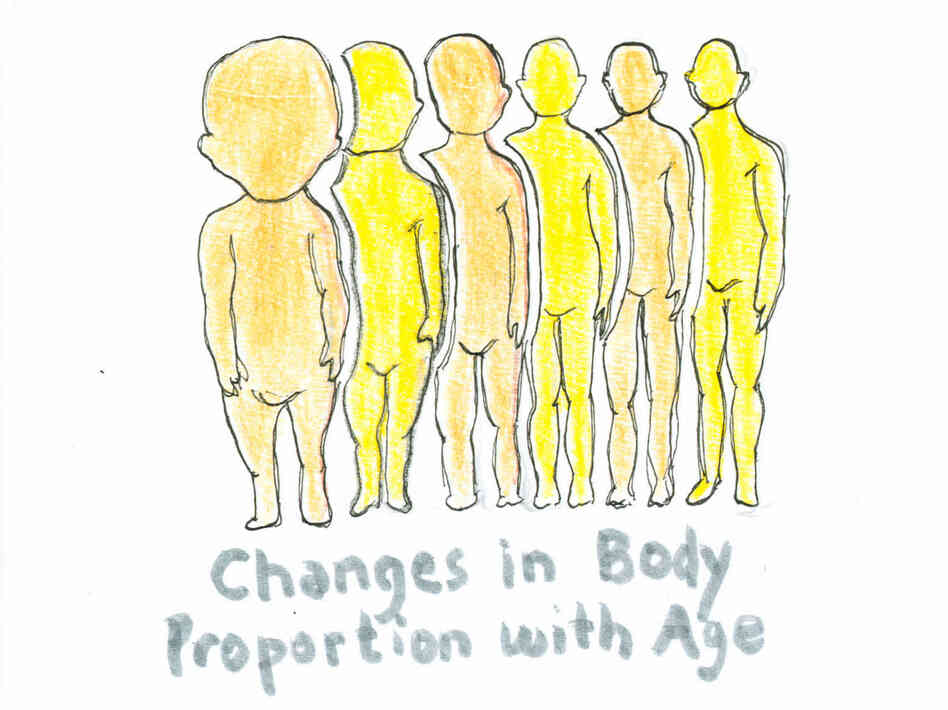 Changes in the proportional size of the human head to the human body as the human ages. Changes in the proportional size of the human head to the human body as the human ages.