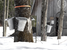 At rustic outposts called sugar shacks, the sap of the sugar maple tree is turned into syrup. At rustic outposts called sugar shacks, the sap of the sugar maple tree is turned into syrup.