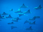 Each year, 6 to 8 percent of the global population of sharks and rays gets caught, scientists say. The fish can't reproduce fast enough to keep pace Each year, 6 to 8 percent of the global population of sharks and rays gets caught, scientists say. The fish can't reproduce fast enough to keep pace