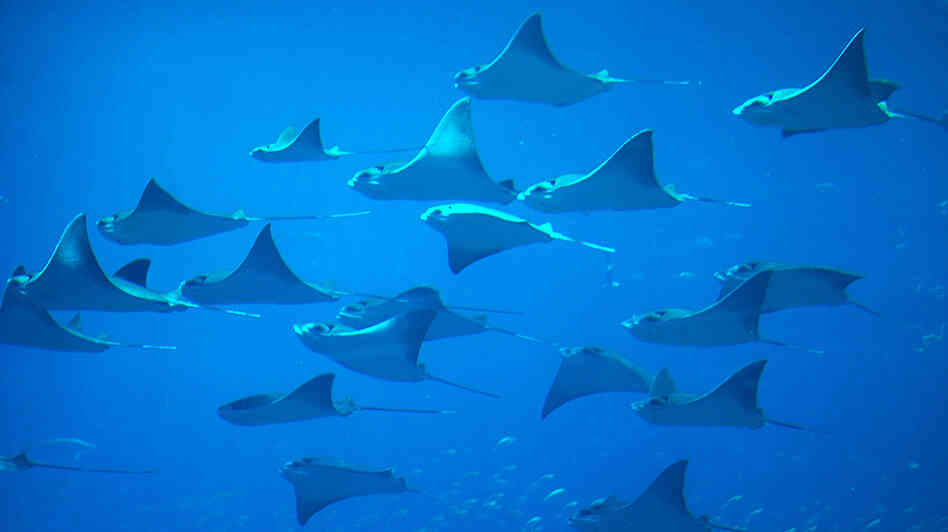 Each year, 6 to 8 percent of the global population of sharks and rays gets caught, scientists say. The fish can't reproduce fast enough to keep pace Each year, 6 to 8 percent of the global population of sharks and rays gets caught, scientists say. The fish can't reproduce fast enough to keep pace