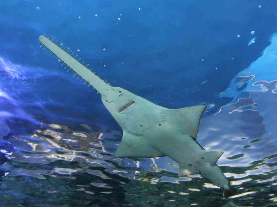 A smalltooth sawfish at the Sydney Aquarium, Darling Harbour, Sydney, Australia. A smalltooth sawfish at the Sydney Aquarium, Darling Harbour, Sydney, Australia.