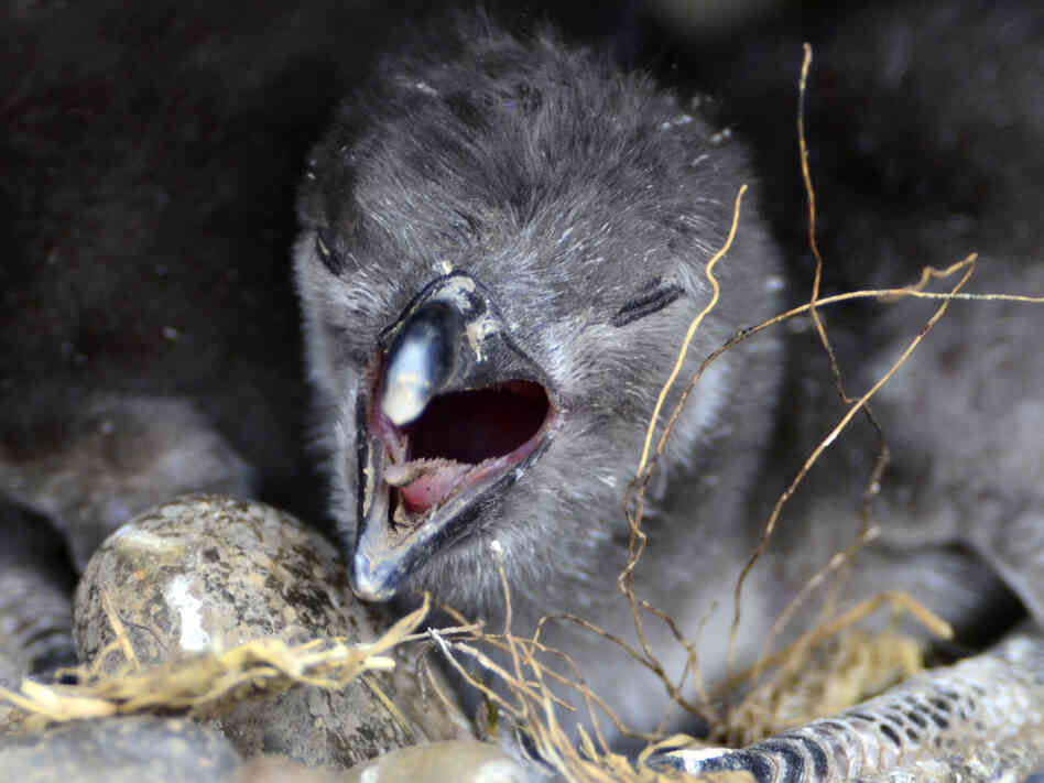 A penguin nestling sounds off at the Punta Tombo reserve. Young birds that haven't yet traded a down coat for juvenile plumage "aren't waterproof — at all," says biologist Dee Boersma. A penguin nestling sounds off at the Punta Tombo reserve. Young birds that haven't yet traded a down coat for juvenile plumage "aren't waterproof — at all," says biologist Dee Boersma.