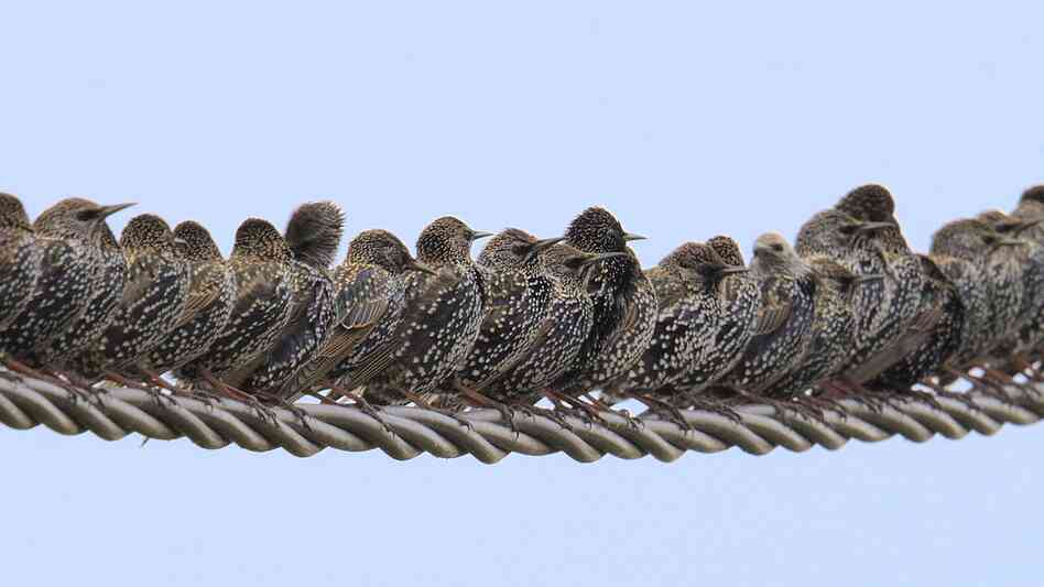 A row of starlings (Sturnus vulgaris) perched on wire. A row of starlings (Sturnus vulgaris) perched on wire.