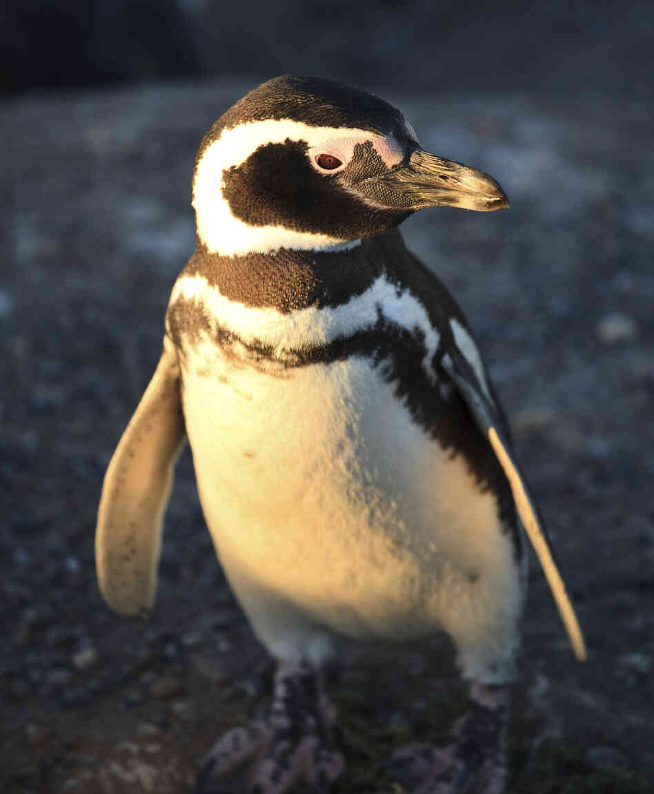 Though quiet here, Magellanic penguins are widely known as "jackass penguins" for their honking and braying. Though quiet here, Magellanic penguins are widely known as "jackass penguins" for their honking and braying.